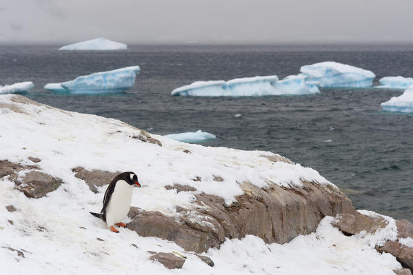 Gentoo penguin (Pygoscelis papua), Neko Harbour, Antarctica.