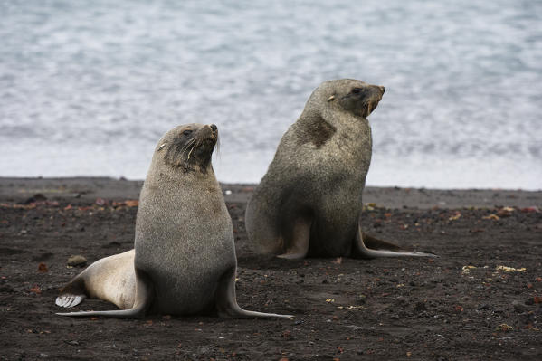 Antarctic fur seal
(Arctocephalus gazella), Deception Island, Antarctica.