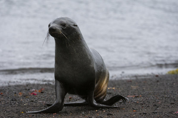 Antarctic fur seal
(Arctocephalus gazella), Deception Island, Antarctica.