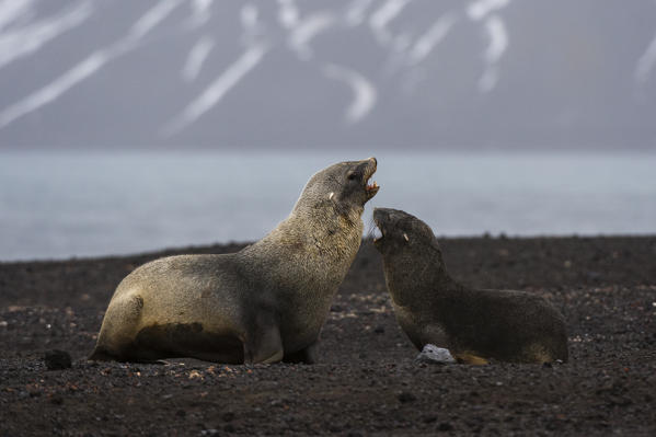 Antarctic fur seal(Arctocephalus gazella), Deception Island, Antarctica.