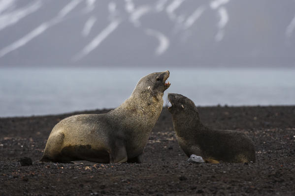 Antarctic fur seal
(Arctocephalus gazella), Deception Island, Antarctica.