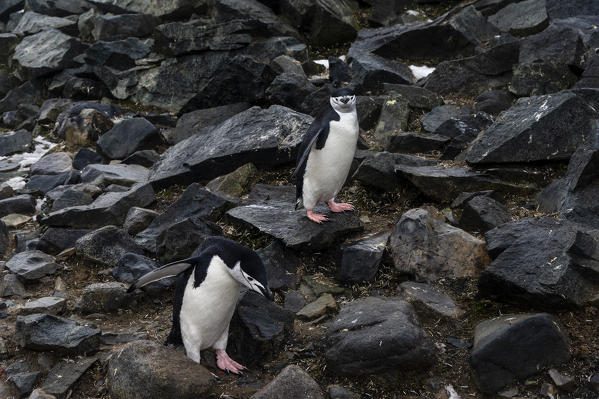 Chinstrap Penguin
(Pygoscelis antarcticus), Half Moon Island, Antarctica.