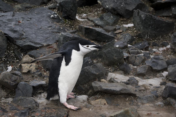 Chinstrap Penguin(Pygoscelis antarcticus), Half Moon Island, Antarctica.