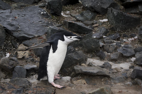 Chinstrap Penguin
(Pygoscelis antarcticus), Half Moon Island, Antarctica.