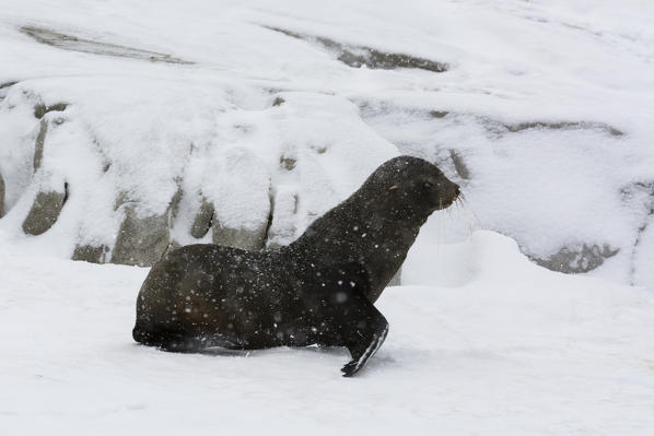 Antarctic fur seal (Arctocephalus gazella), Portal Point, Antarctica.