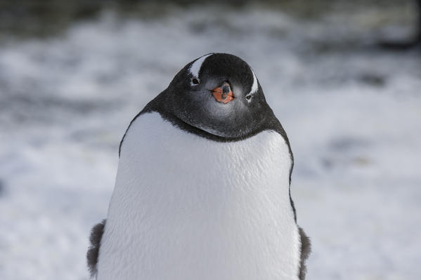 Gentoo penguin (Pygoscelis papua) at Marina Point on Galindez Island in the Argentine Islands, Antarctica.