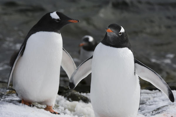 Gentoo penguins (Pygoscelis papua) at Marina Point on Galindez Island in the Argentine Islands, Antarctica.