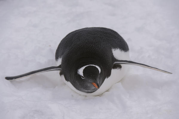 Gentoo penguin (Pygoscelis papua), Petermann Island, Antarctica.