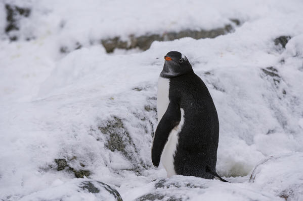 Gentoo penguin (Pygoscelis papua), Petermann Island, Antarctica.