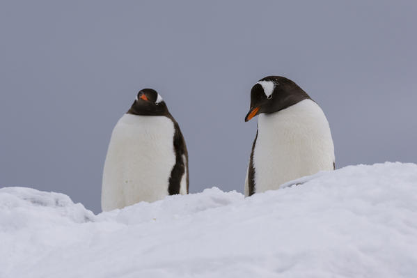 Gentoo penguins (Pygoscelis papua), Petermann Island, Antarctica.