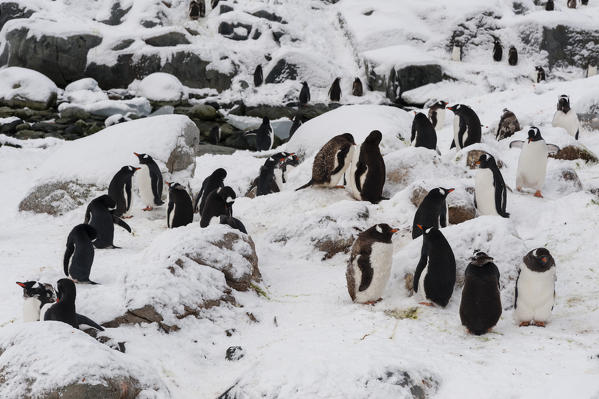 Gentoo penguin colony (Pygoscelis papua), Petermann Island, Antarctica.