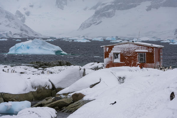A Gentoo penguin colony (Pygoscelis papua) near Groussac Argentinian hut, Petermann Island, Antarctica.
