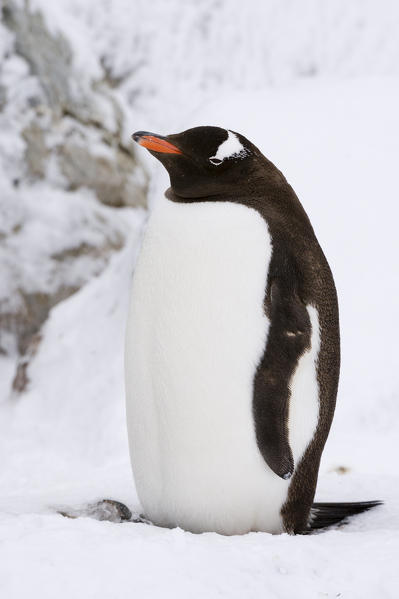 Gentoo penguin (Pygoscelis papua), Petermann Island, Antarctica.