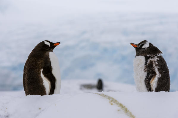Gentoo penguins (Pygoscelis papua), Petermann Island, Antarctica.