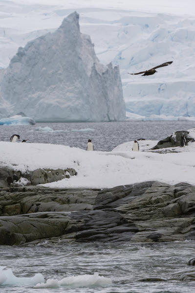 Gentoo penguins (Pygoscelis papua), Petermann Island, Antarctica.