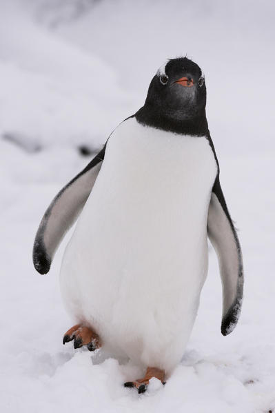 Gentoo penguin (Pygoscelis papua), Petermann Island, Antarctica.