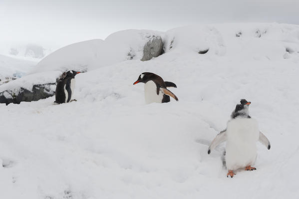 Gentoo penguins (Pygoscelis papua), Petermann Island, Antarctica.