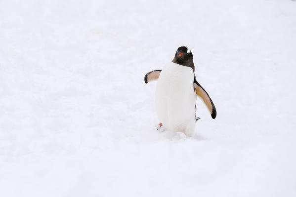 Gentoo penguin (Pygoscelis papua), Petermann Island, Antarctica.