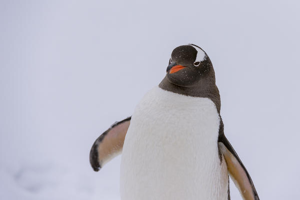 Gentoo penguin (Pygoscelis papua), Petermann Island, Antarctica.