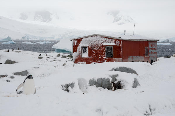 A Gentoo penguin colony (Pygoscelis papua) near Groussac Argentinian hut, Petermann Island, Antarctica.