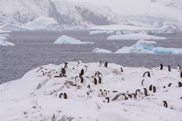 Gentoo penguin colony (Pygoscelis papua), Petermann Island, Antarctica.