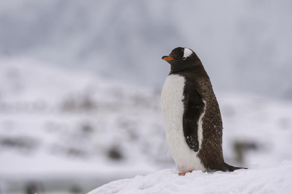 Gentoo penguin (Pygoscelis papua), Petermann Island, Antarctica.