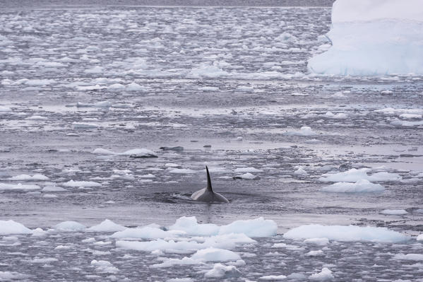 Orca (Orcinus orca), Lemaire channel, Antarctica.
