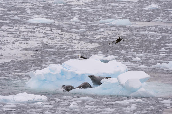 Crabeater seal (Lobodon carcinophaga), Lemaire channel, Antarctica.