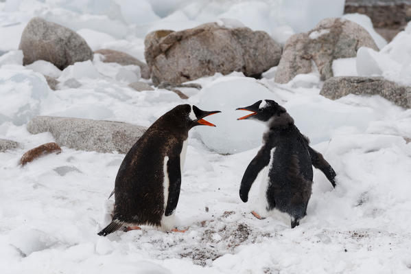 Gentoo penguins (Pygoscelis papua), Neko Harbour, Antarctica.