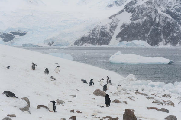 Gentoo penguins (Pygoscelis papua), Neko Harbour, Antarctica.
