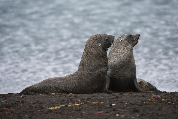 Antarctic fur seal
(Arctocephalus gazella), Deception Island, Antarctica.