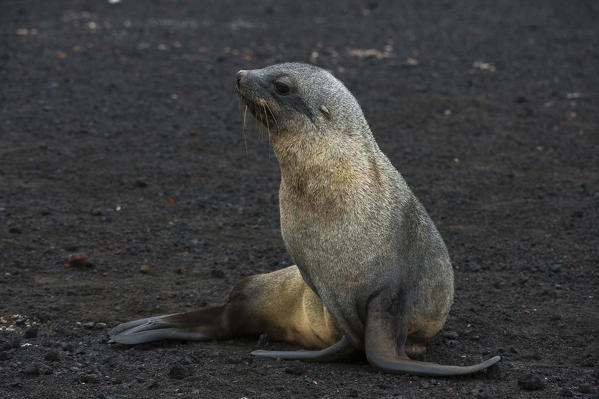 Antarctic fur seal
(Arctocephalus gazella), Deception Island, Antarctica.