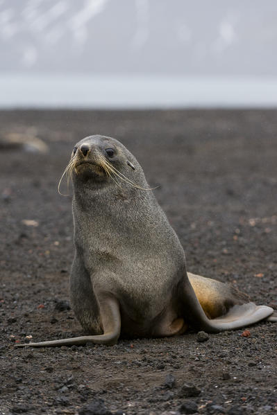 Antarctic fur seal(Arctocephalus gazella), Deception Island, Antarctica.