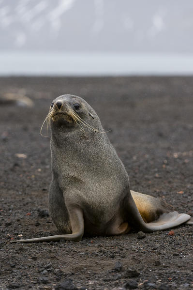 Antarctic fur seal
(Arctocephalus gazella), Deception Island, Antarctica.