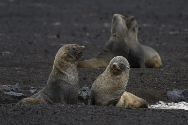 Antarctic fur seal
(Arctocephalus gazella), Deception Island, Antarctica.