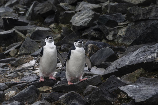 Chinstrap Penguin
(Pygoscelis antarcticus), Half Moon Island, Antarctica.