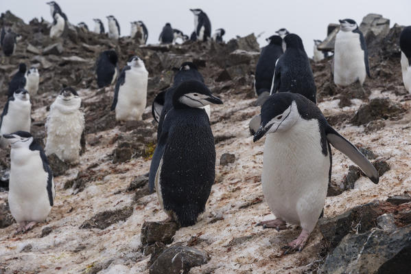 Chinstrap Penguin
(Pygoscelis antarcticus), Half Moon Island, Antarctica.