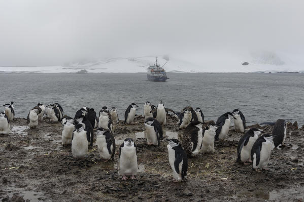 Chinstrap Penguin
(Pygoscelis antarcticus), Half Moon Island, Antarctica.