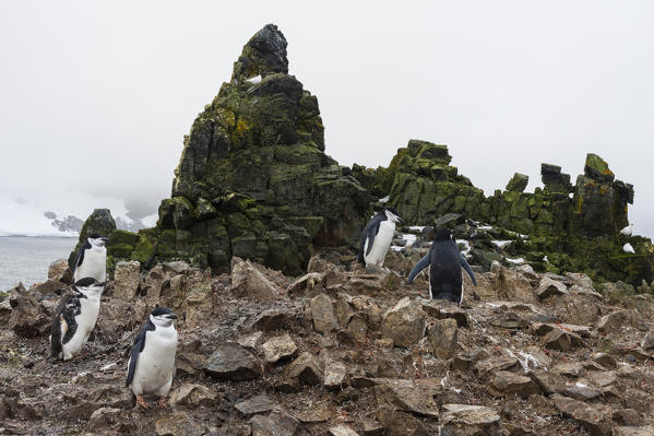 Chinstrap Penguin
(Pygoscelis antarcticus), Half Moon Island, Antarctica.