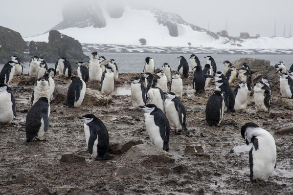 Chinstrap Penguin
(Pygoscelis antarcticus), Half Moon Island, Antarctica.