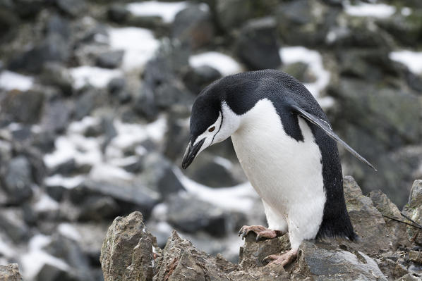 Chinstrap Penguin(Pygoscelis antarcticus), Half Moon Island, Antarctica.