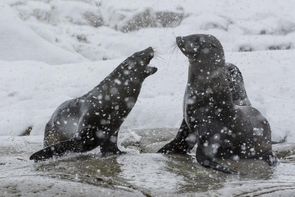 Antarctic fur seal (Arctocephalus gazella), Portal Point, Antarctica.