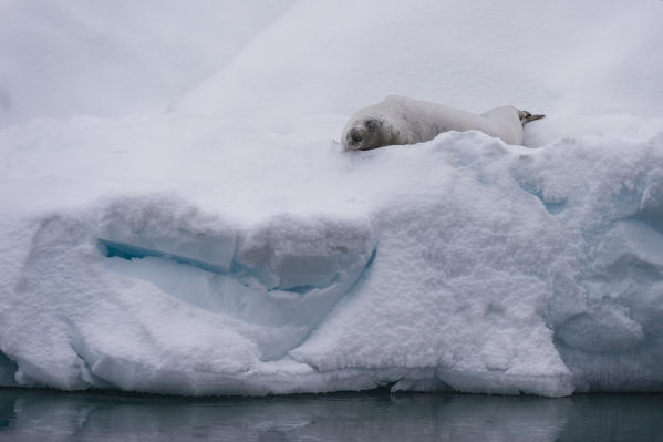 Crabeater seal (Lobodon carcinophaga) on the ice, Gerlache Strait, Antarctica.