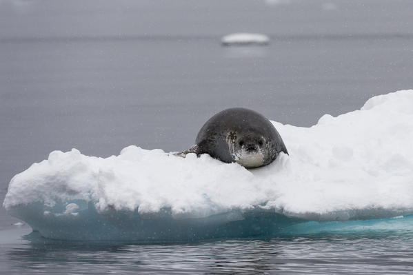 Crabeater seal (Lobodon carcinophaga) on the ice, Wilhelmina Bay, Antarctica.