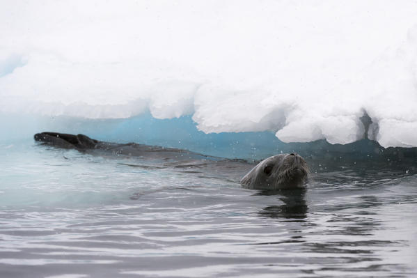 Crabeater seal (Lobodon carcinophaga) on the ice, Wilhelmina Bay, Antarctica.