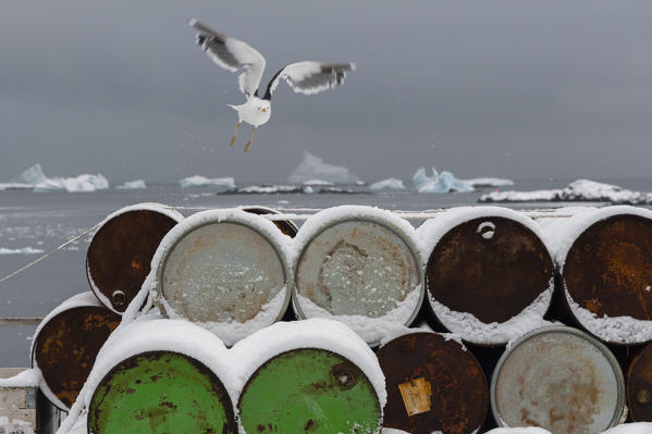 A gull takes of from petrol tanks at Vernadsky research base, Ukrainian Antarctic station at Marina Point on Galindez Island in the Argentine Islands, Antarctica.