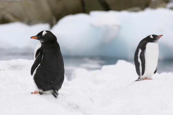 Gentoo penguins (Pygoscelis papua), Petermann Island, Antarctica.