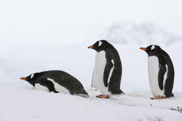 Three gentoo penguins, Pygoscelis papua, in a row, Petermann Island, Antarctica.