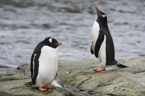 Two gentoo penguins, Pygoscelis papua, on a rocky beach at Petermann Island, Antarctica.