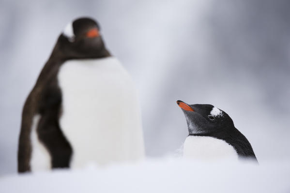 Gentoo penguins, Pygoscelis papua, Petermann Island, Antarctica.